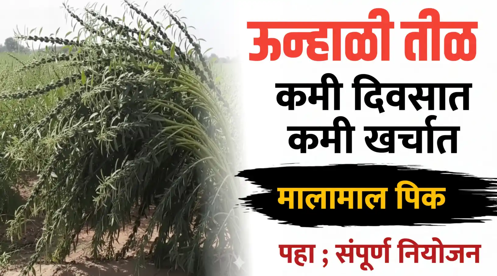 उन्हाळी तीळ लागवड